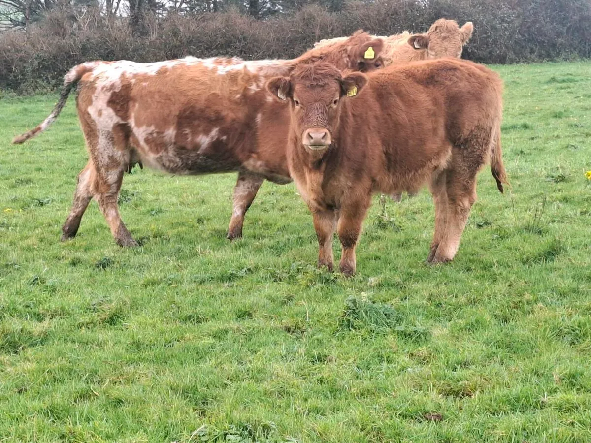 Organic Cow and Calf - Image 1