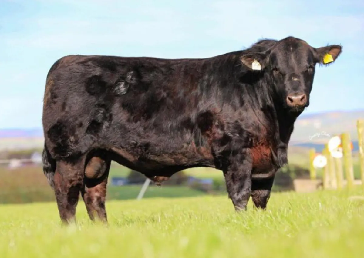 Pedigree Angus and Hereford bulls - Image 1