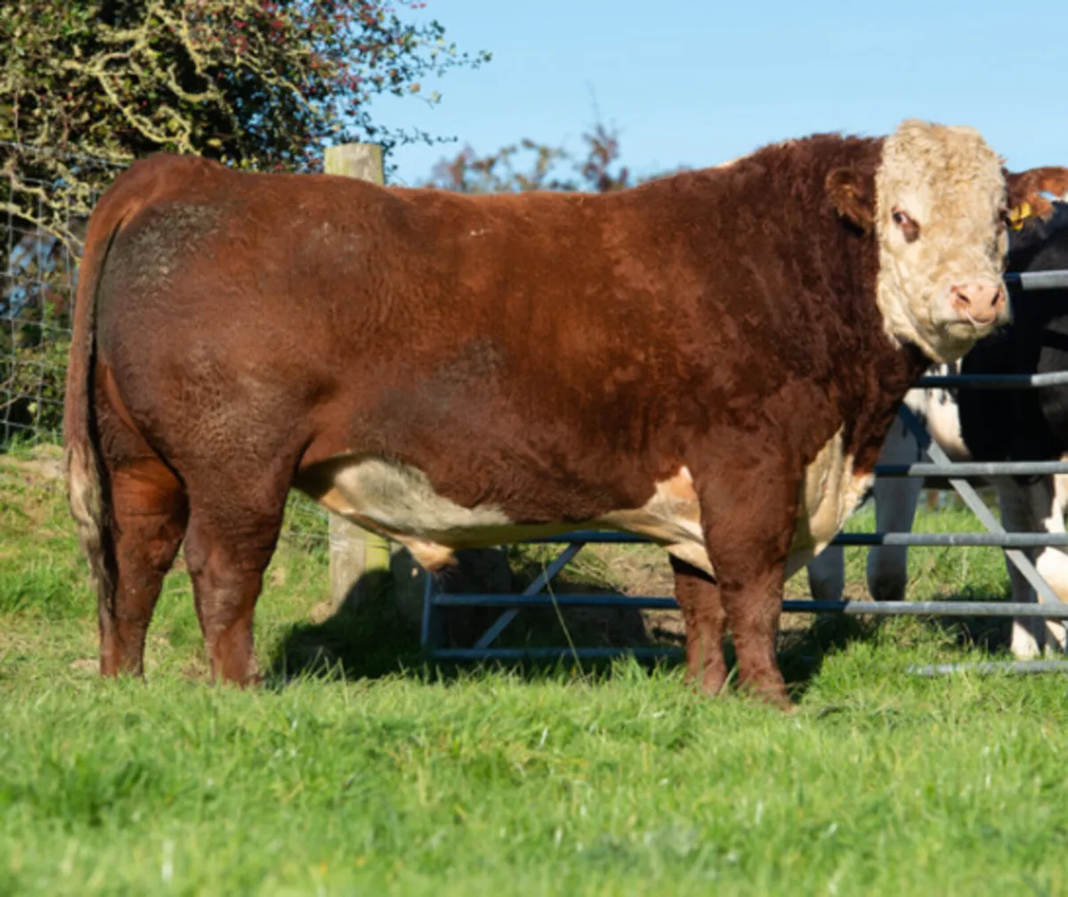 Pedigree Angus and Hereford bulls - Image 2