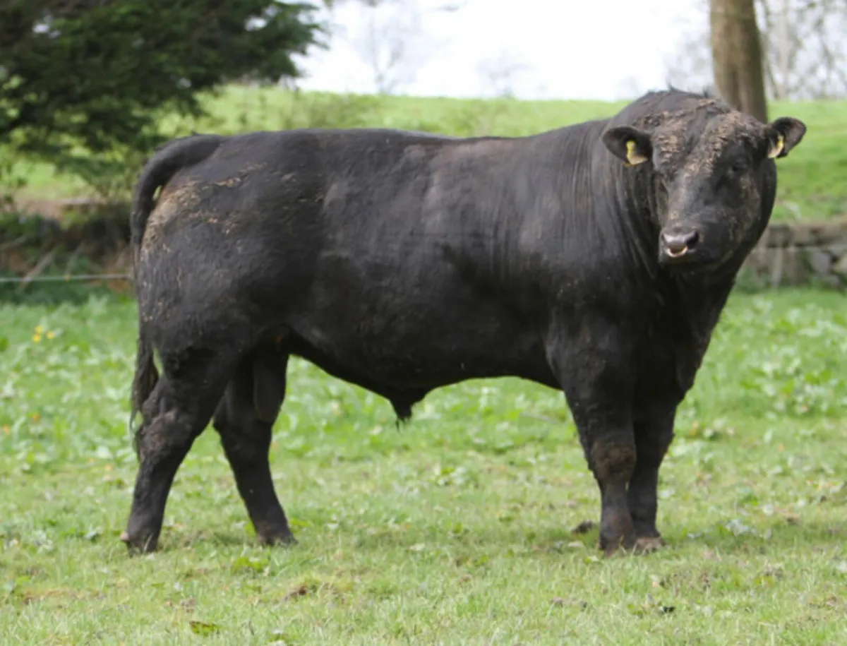 Pedigree Angus and Hereford bulls - Image 3