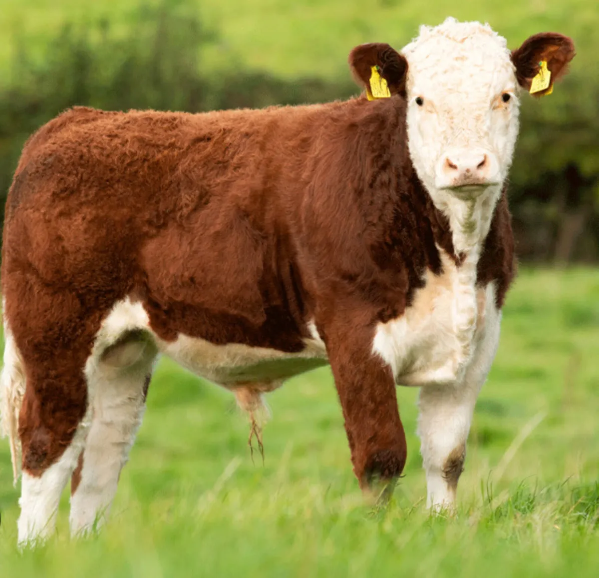 Pedigree Angus and Hereford bulls - Image 4