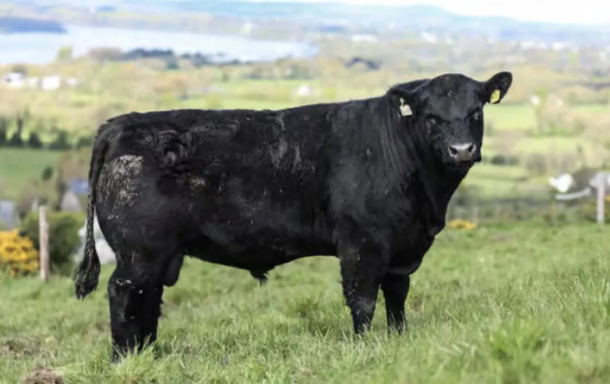 Pedigree Angus and Hereford bulls - Image 1