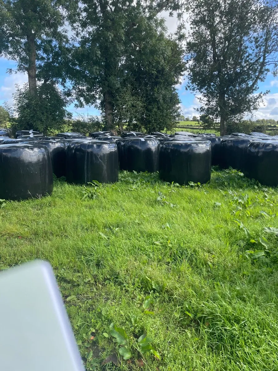 Bails of Haylige - Image 3