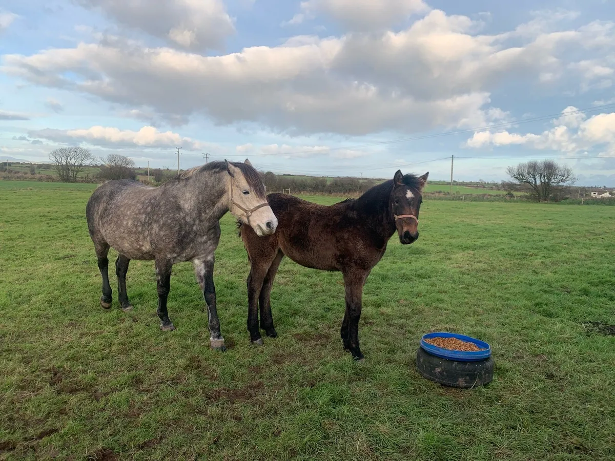 Mare and foal - Image 1