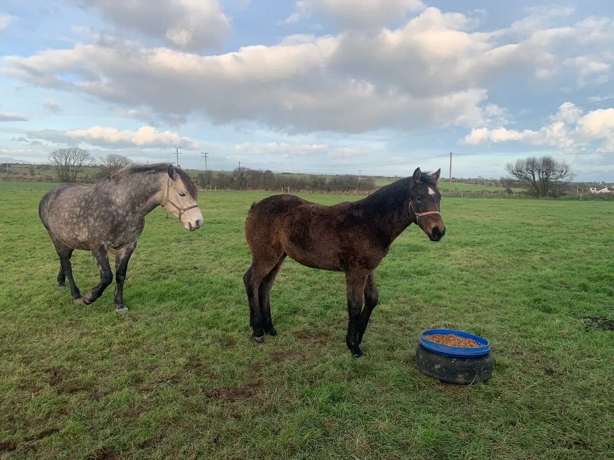 Mare and foal - Image 2