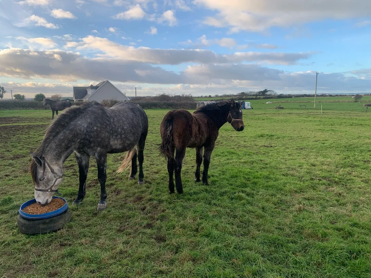 Mare and foal - Image 3