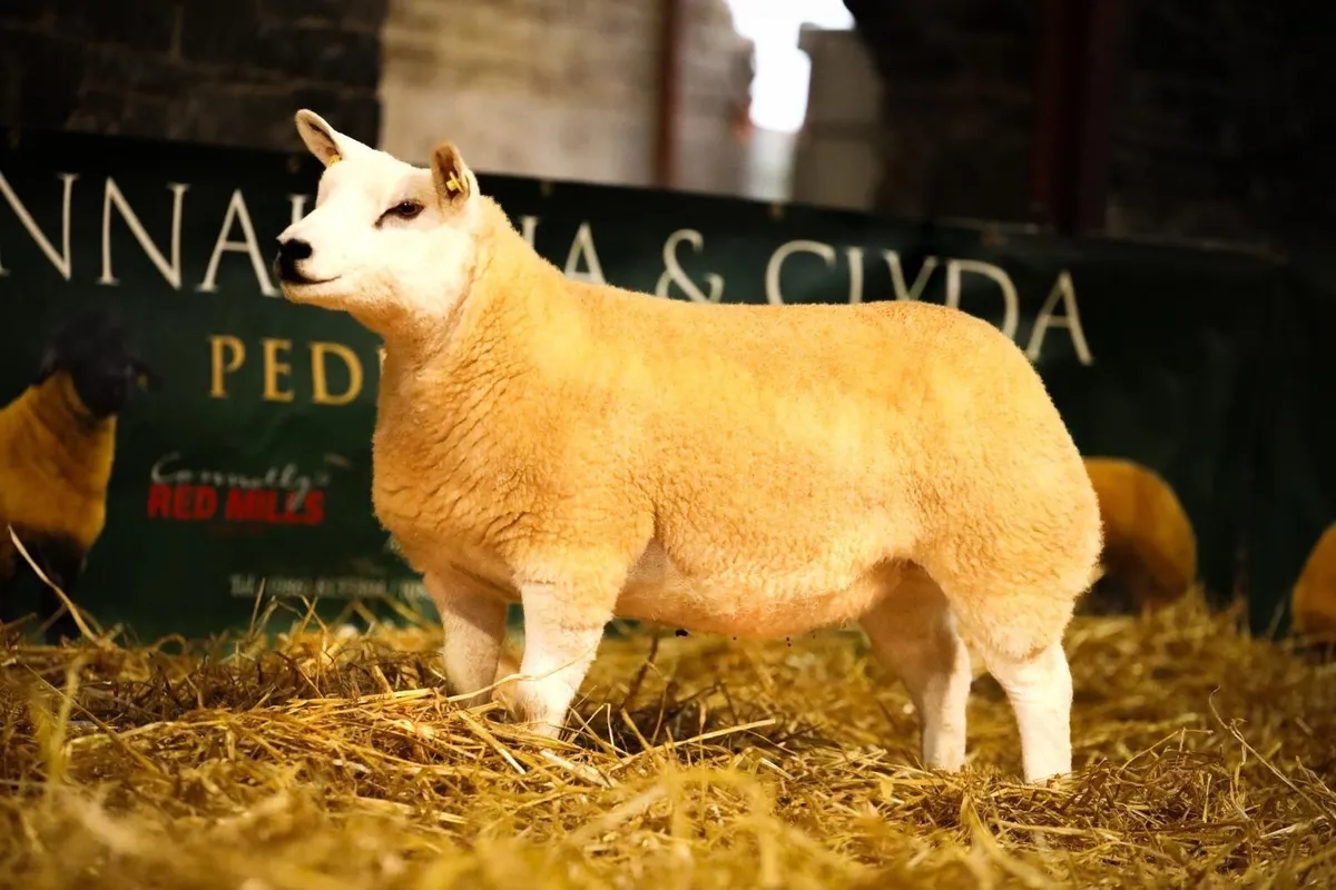 PBR TEXEL EWE LAMB - Image 1