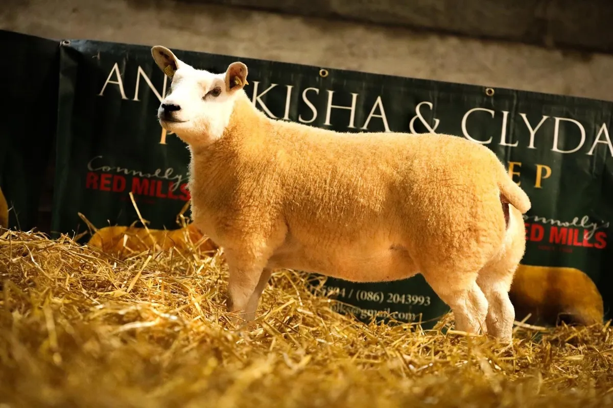 PBR TEXEL EWE LAMB - Image 2