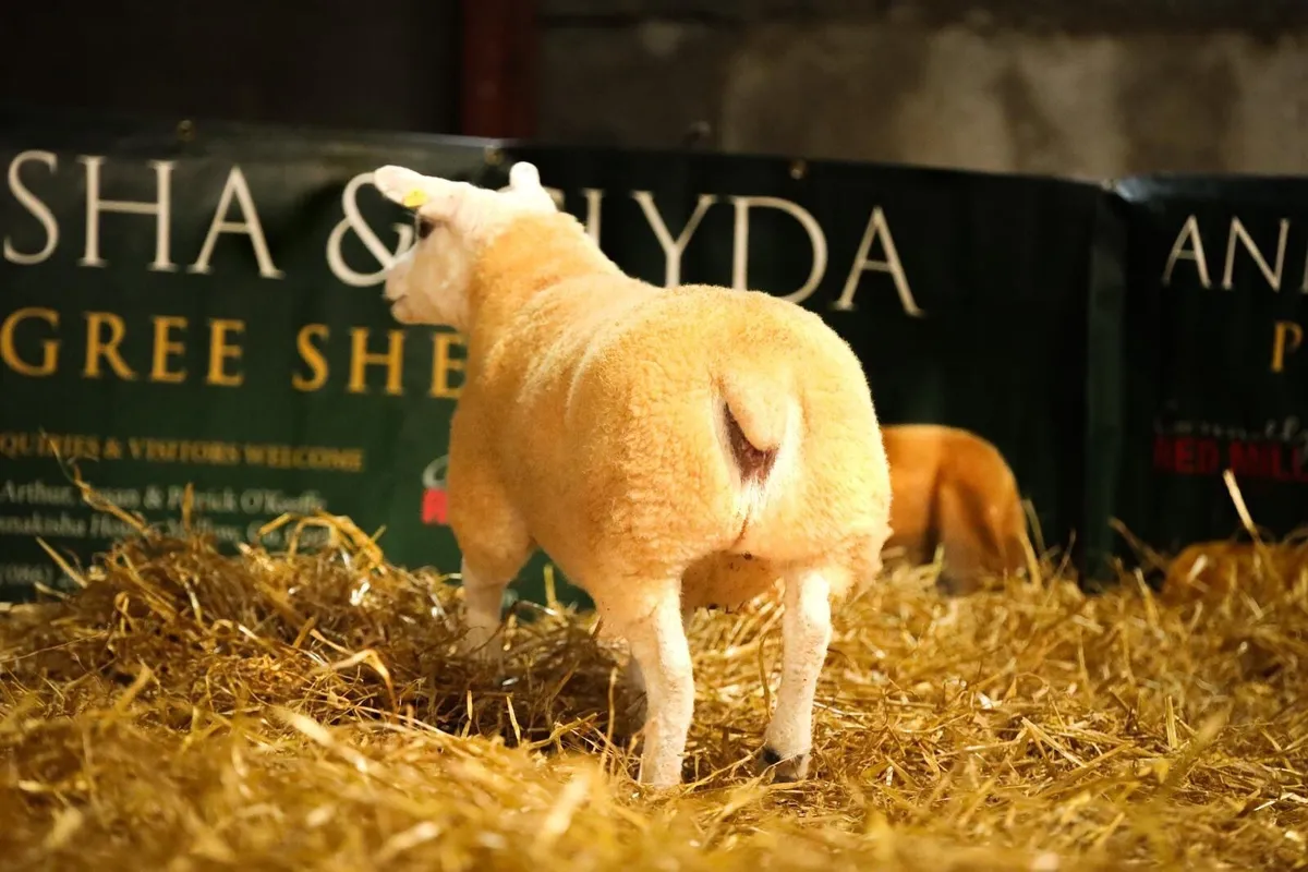 PBR TEXEL EWE LAMB - Image 3