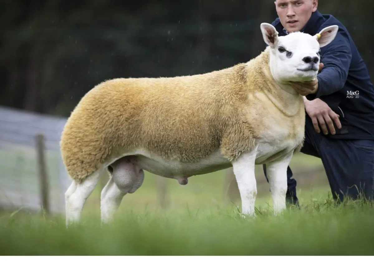 PBR TEXEL EWE LAMB - Image 4