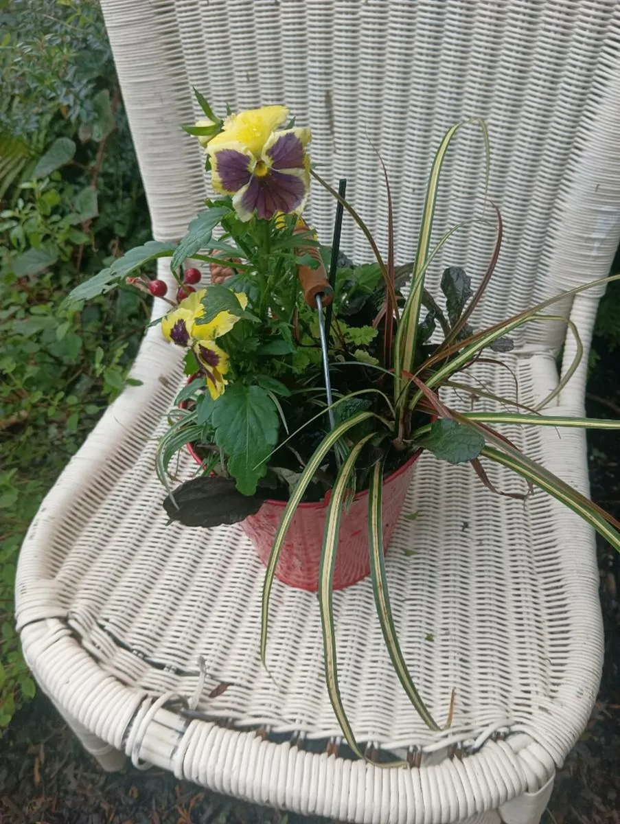 Beautiful fresh pots ,10 each - Image 3