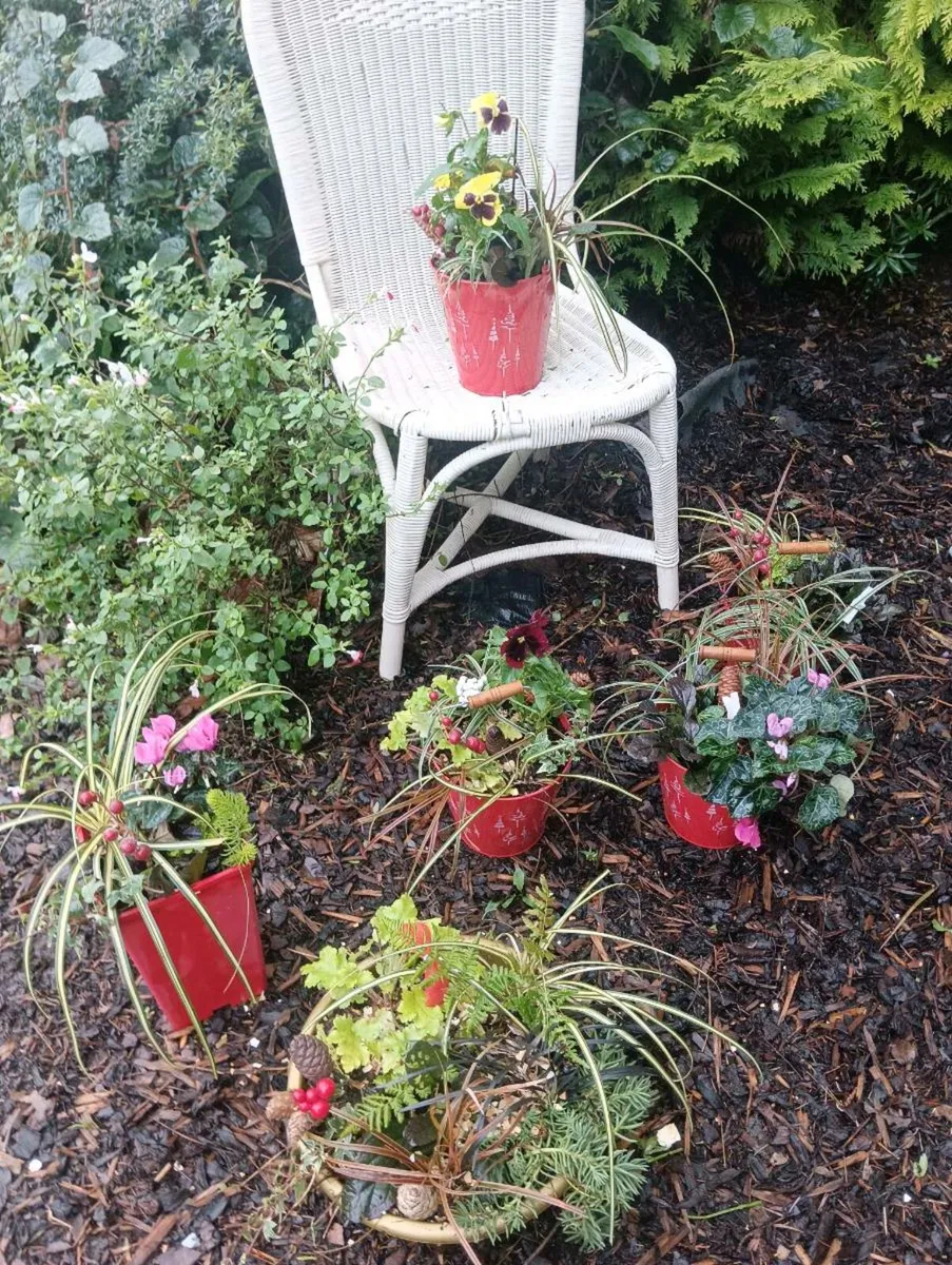 Beautiful fresh pots ,10 each - Image 4