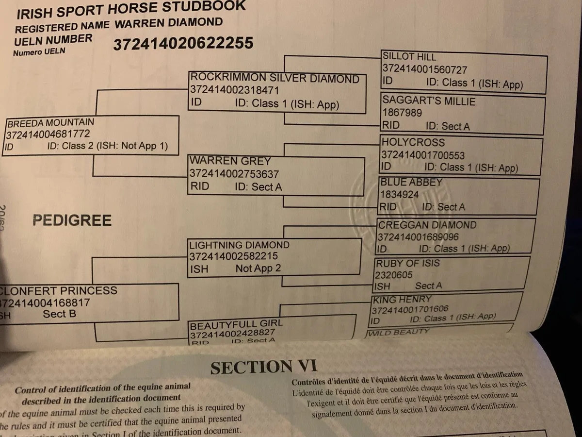 Mare and foal - Image 4