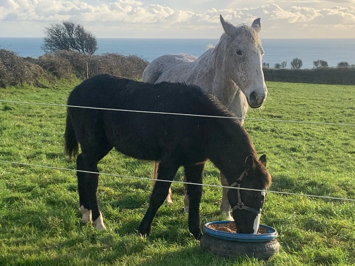 Mare and foal - Image 1