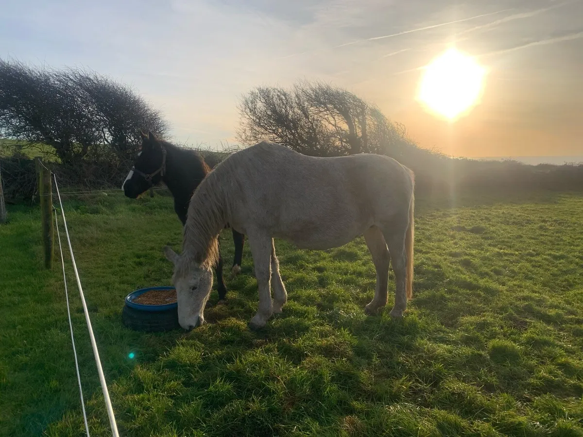 Mare and foal - Image 3