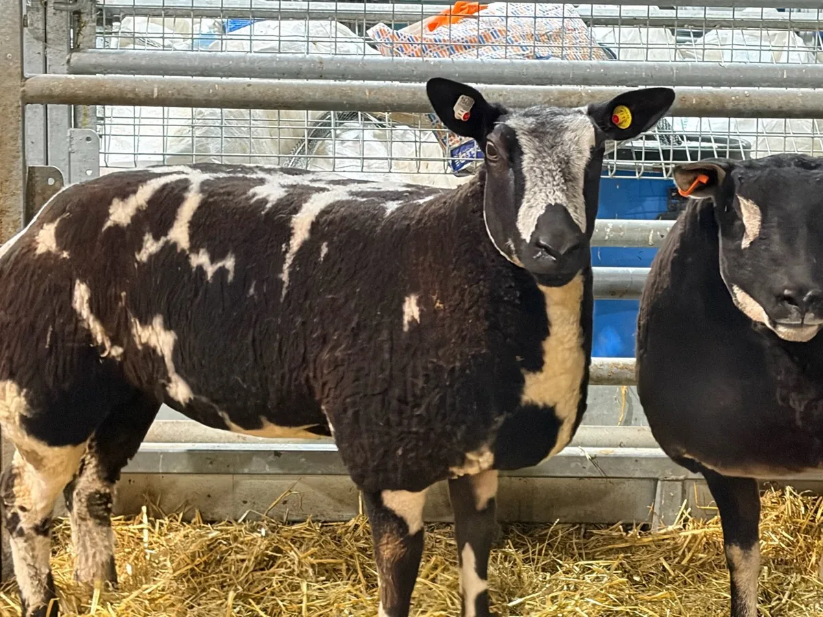 Dutch spotted ewe lambs - Image 1