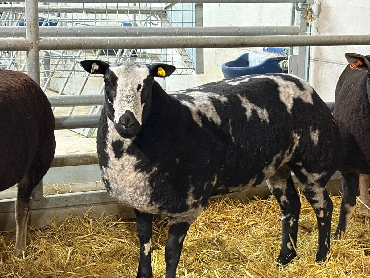 Dutch spotted ewe lambs - Image 2