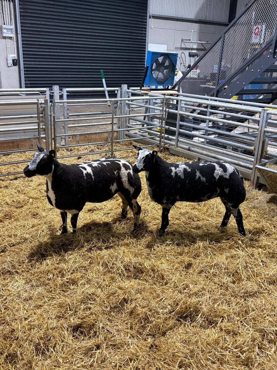 Dutch spotted ewe lambs - Image 3