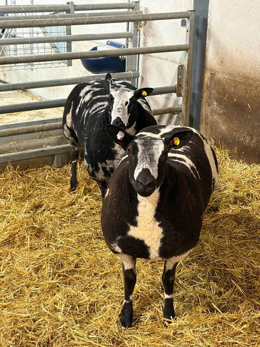 Dutch spotted ewe lambs - Image 4