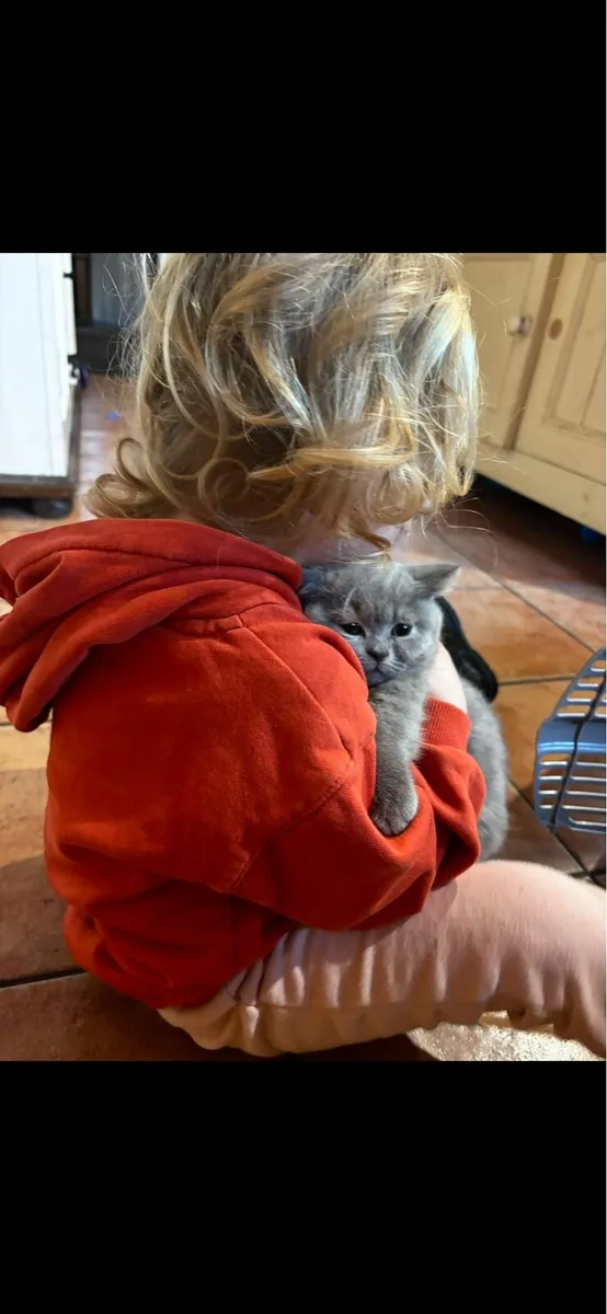 ** LAST BOY REMAINING** GCCFI British Shorthair - Image 2