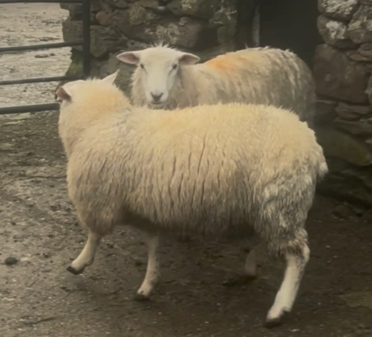 Pedigree Belclare Ram Lambs - Image 1