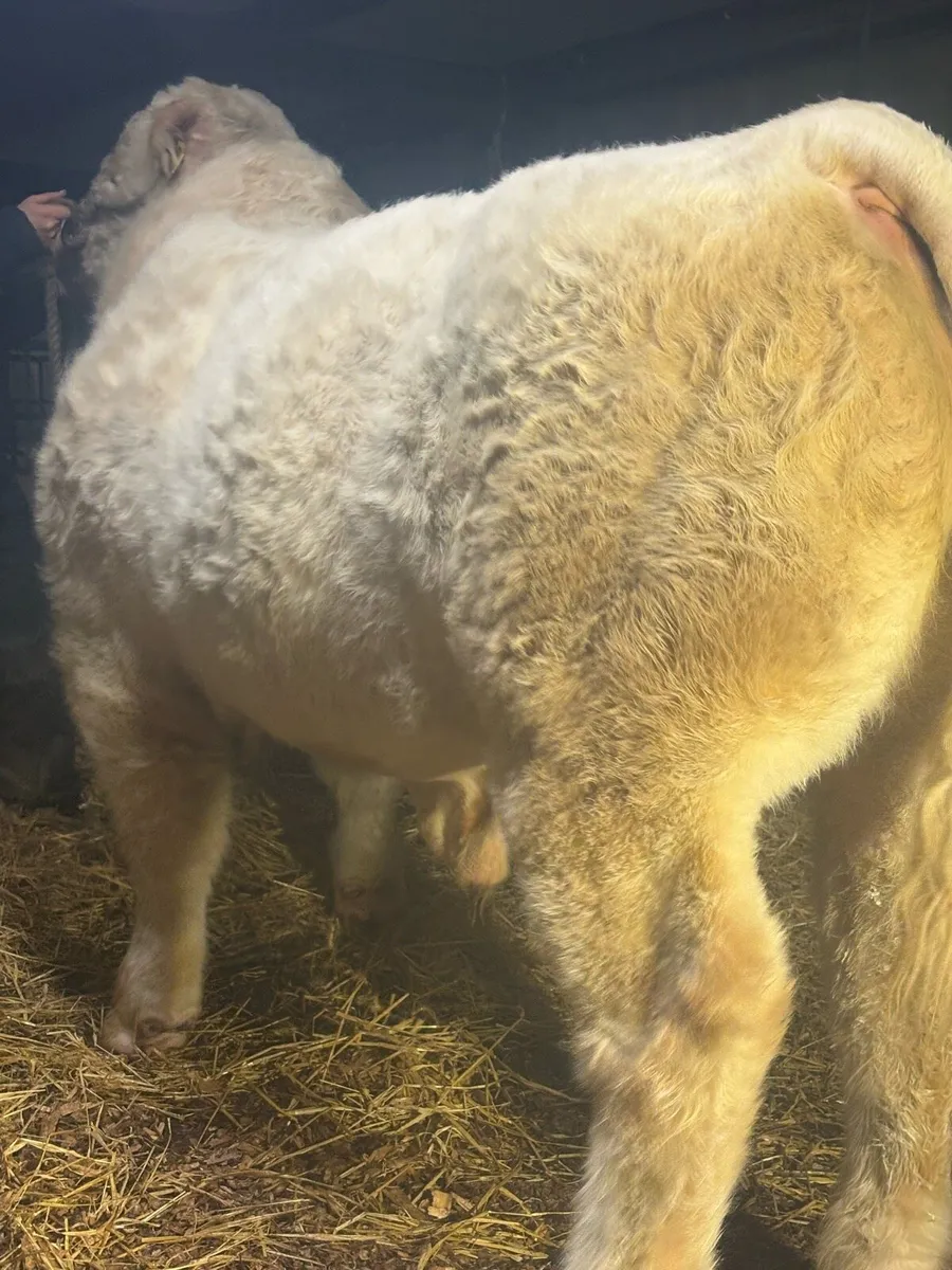 Charolais bulls - Image 3