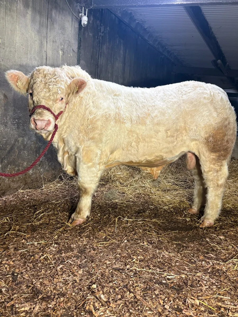 Charolais bulls - Image 4