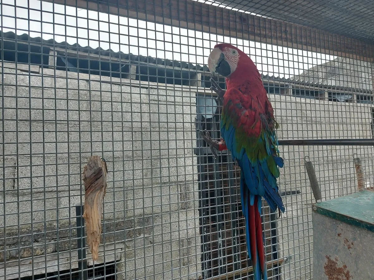 Macaws - Image 2