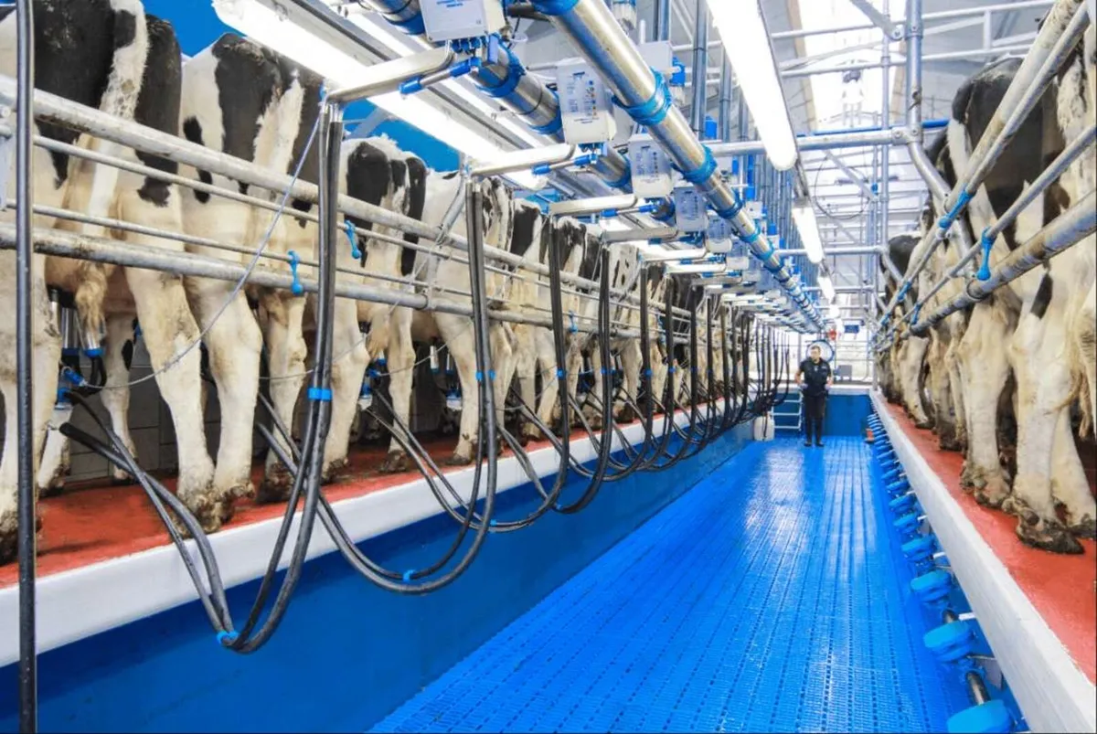 Milking parlours - Image 1