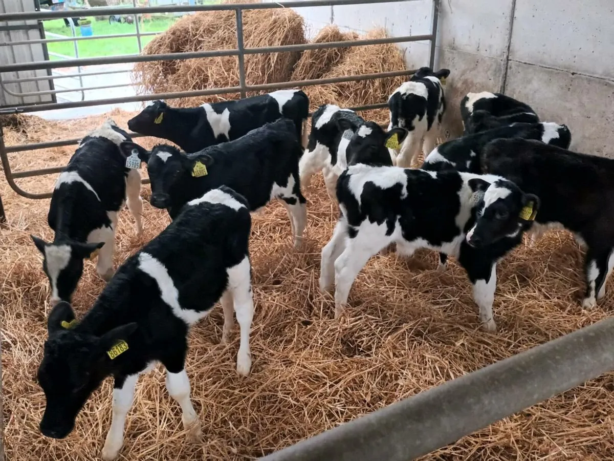 12 FRIESEN BULL CALVES - Image 2