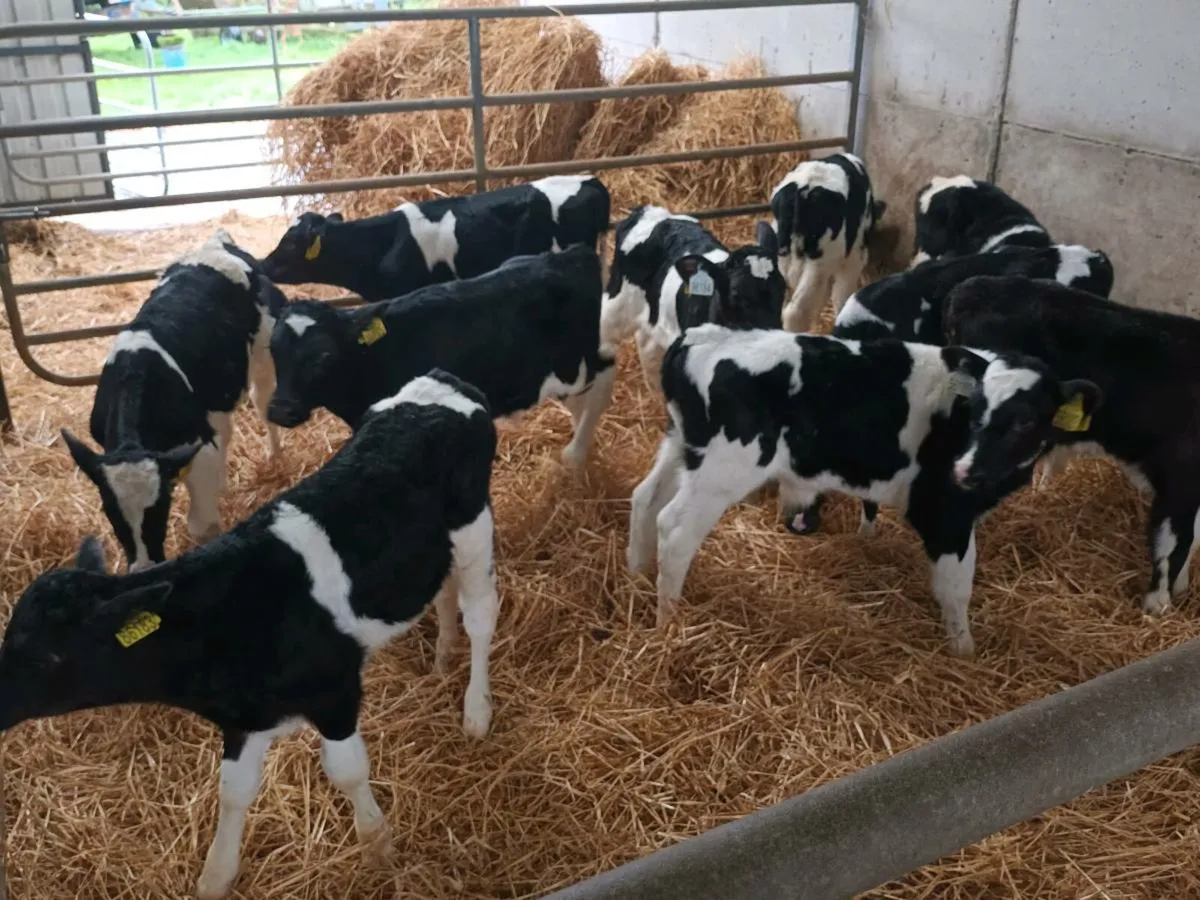 12 FRIESEN BULL CALVES - Image 3