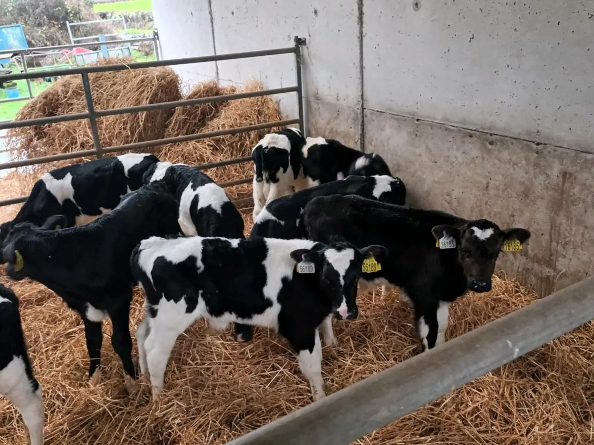 12 FRIESEN BULL CALVES - Image 4