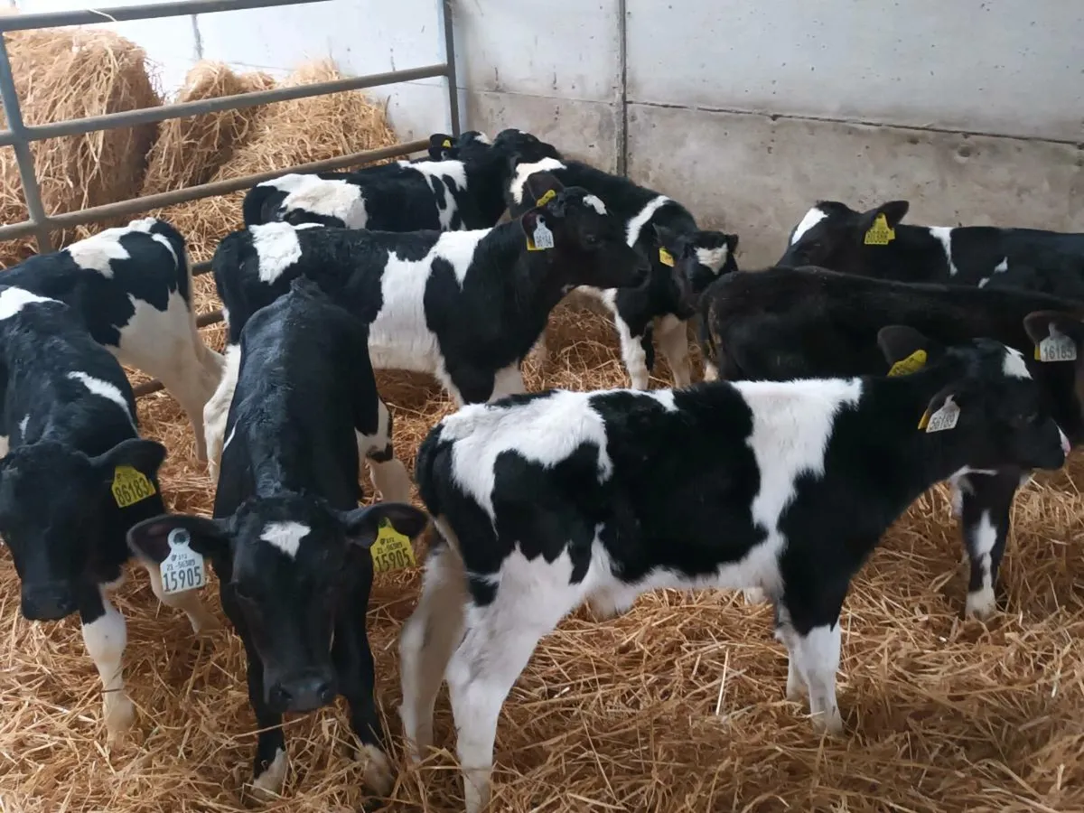 12 FRIESEN BULL CALVES - Image 1