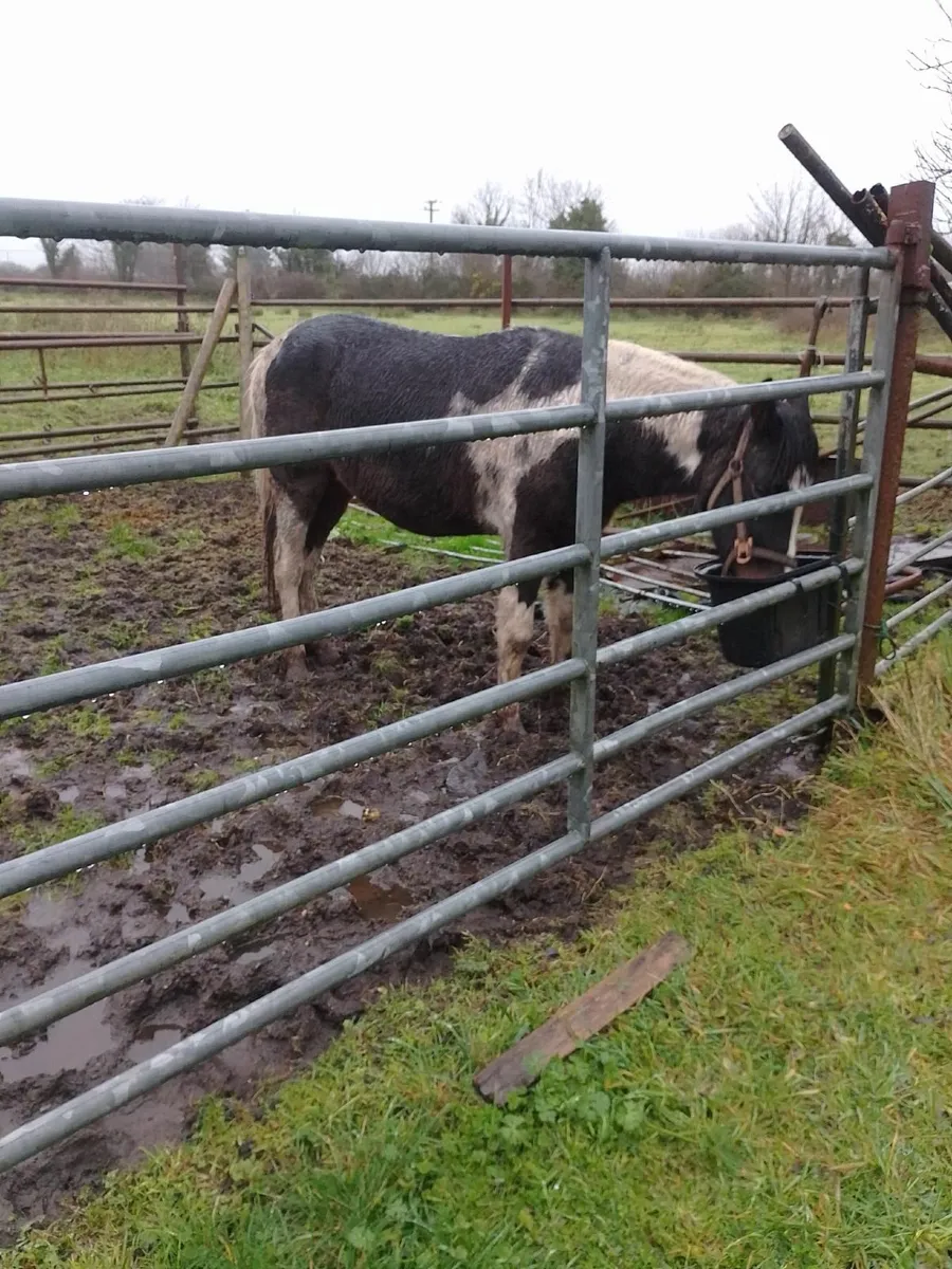 Gelding 13.2hh for sale €650 - Image 2