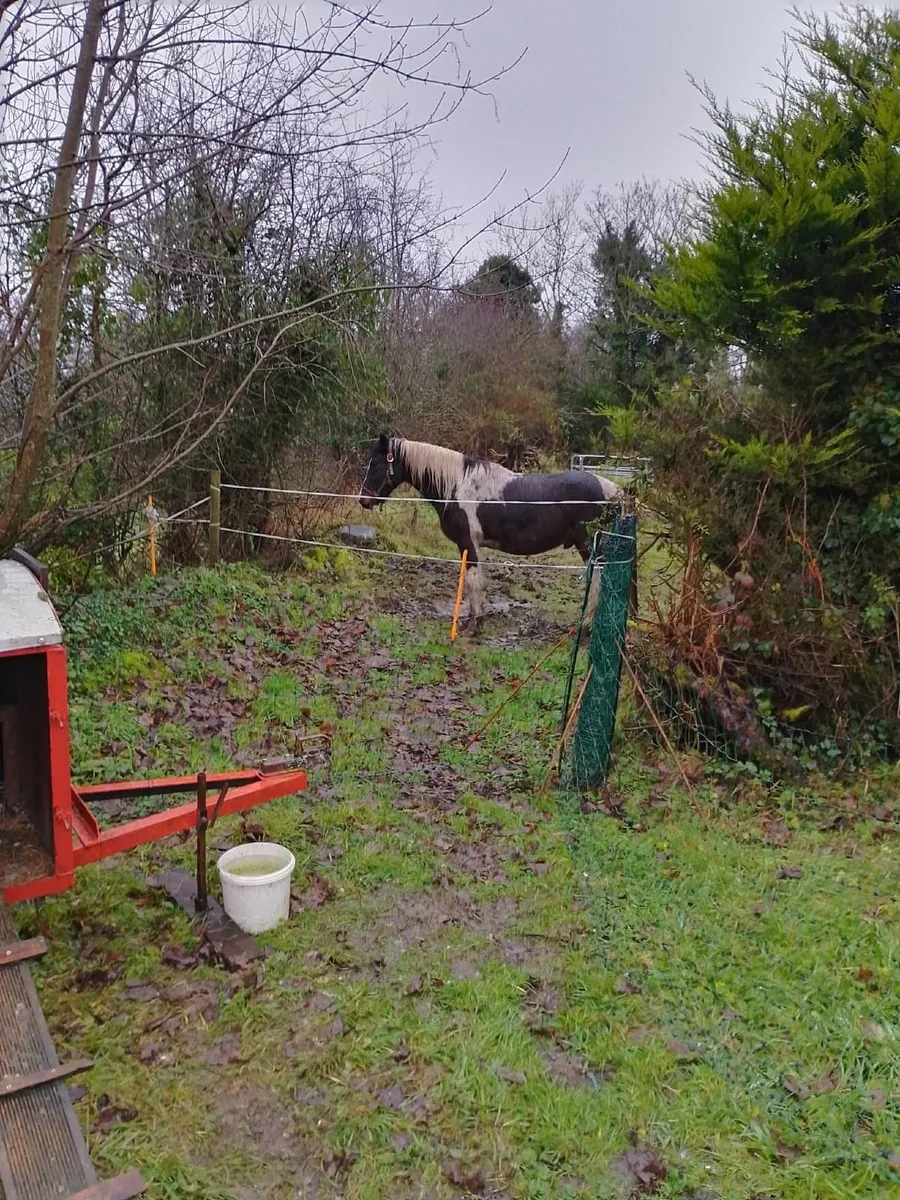 Gelding 13.2hh for sale €650 - Image 3