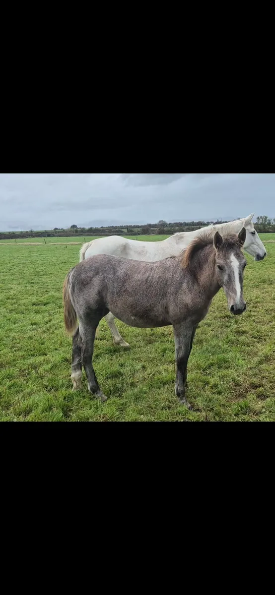 IHS Filly Foal - Image 2