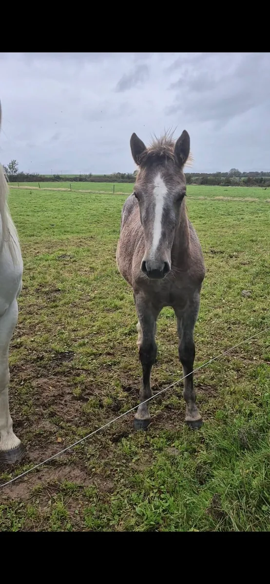 IHS Filly Foal - Image 1