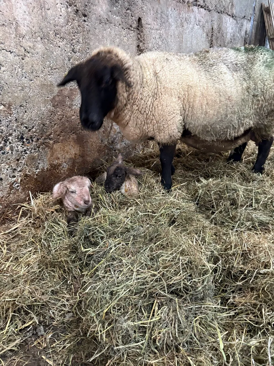 Ewes and lambs - Image 1