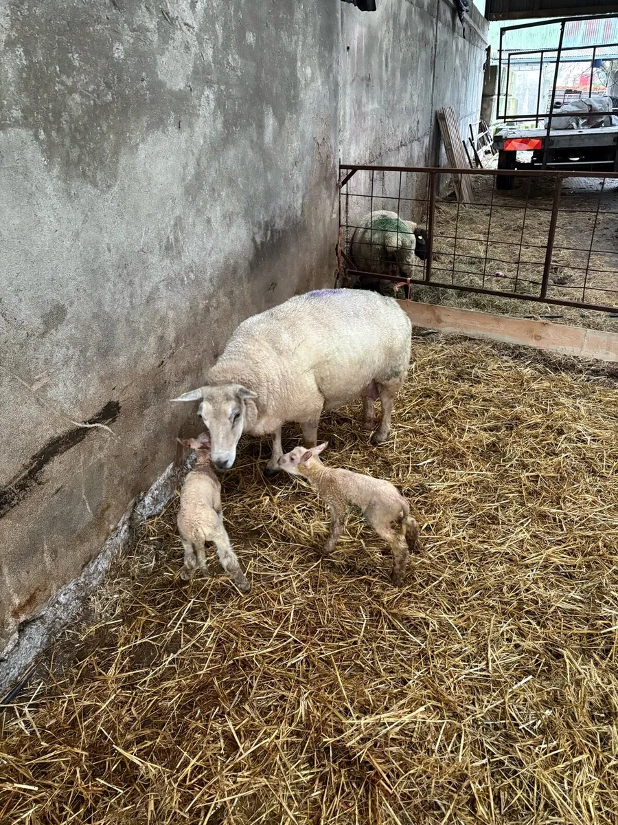 Ewes and lambs - Image 2