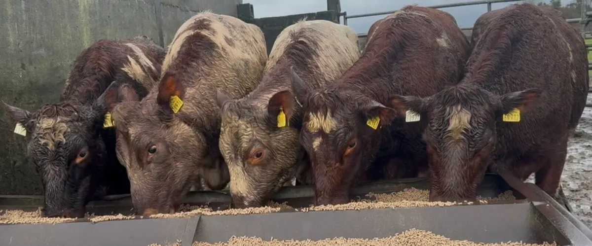 5 serious shorthorn heifers - Image 1