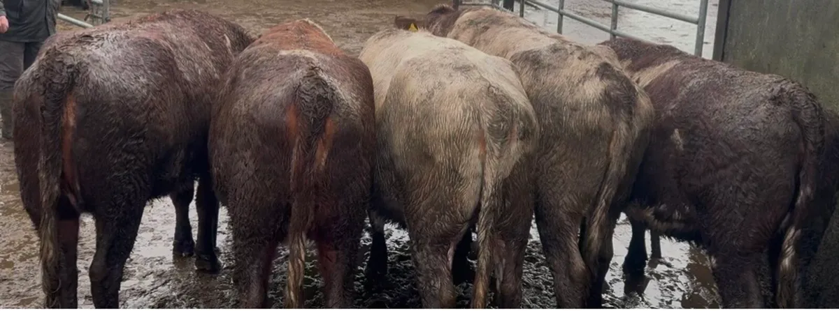 5 serious shorthorn heifers - Image 2