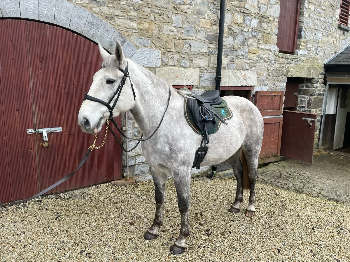 Superb Irish Draught Mare - Image 2