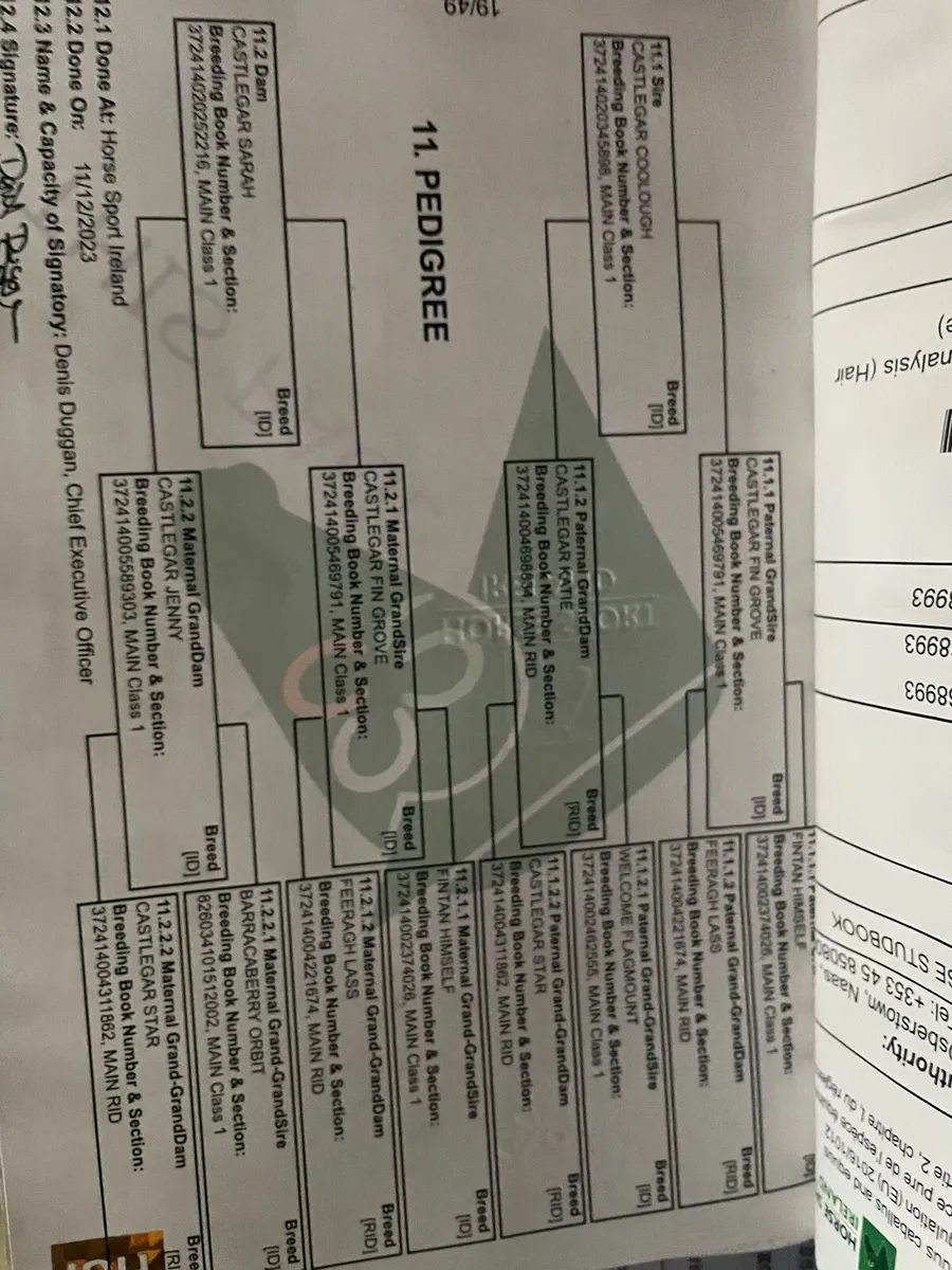 Superb Irish Draught Mare - Image 4