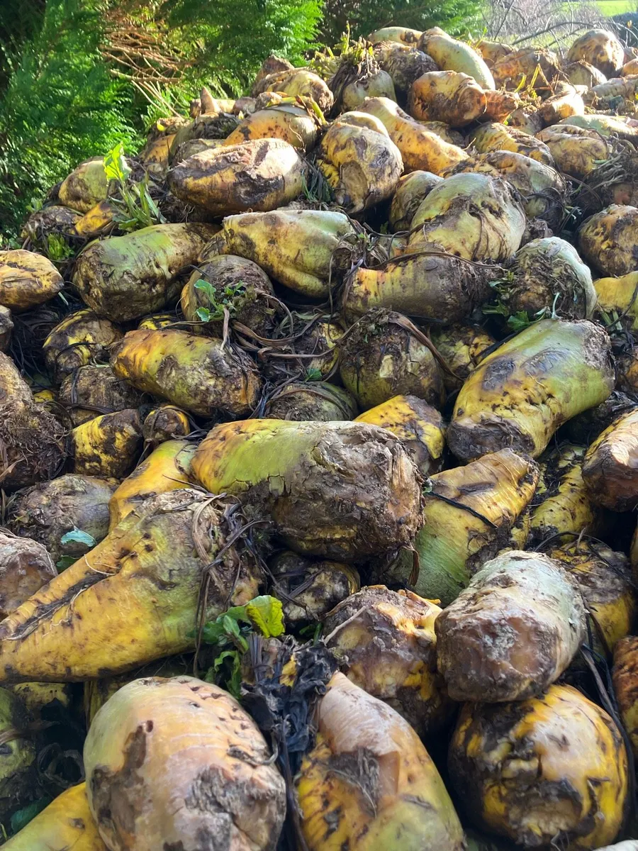 Clean Fodder beet - Image 2