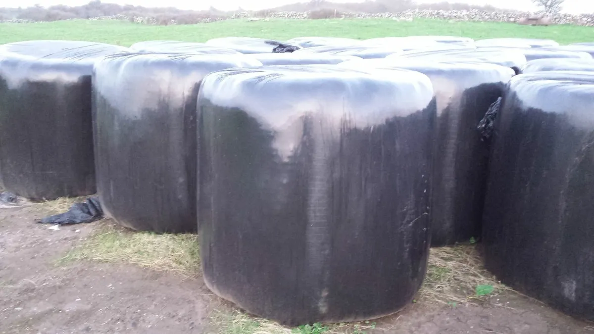 Silage Bales - Image 3