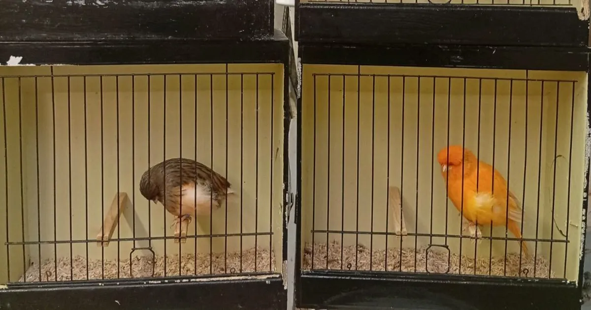 Norwich canaries  and sisko cross - Image 4