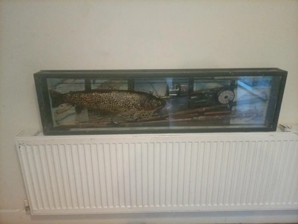 Antiques trout display - Image 1