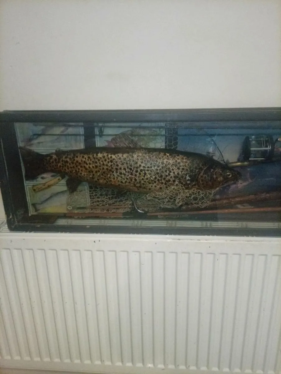 Antiques trout display - Image 2
