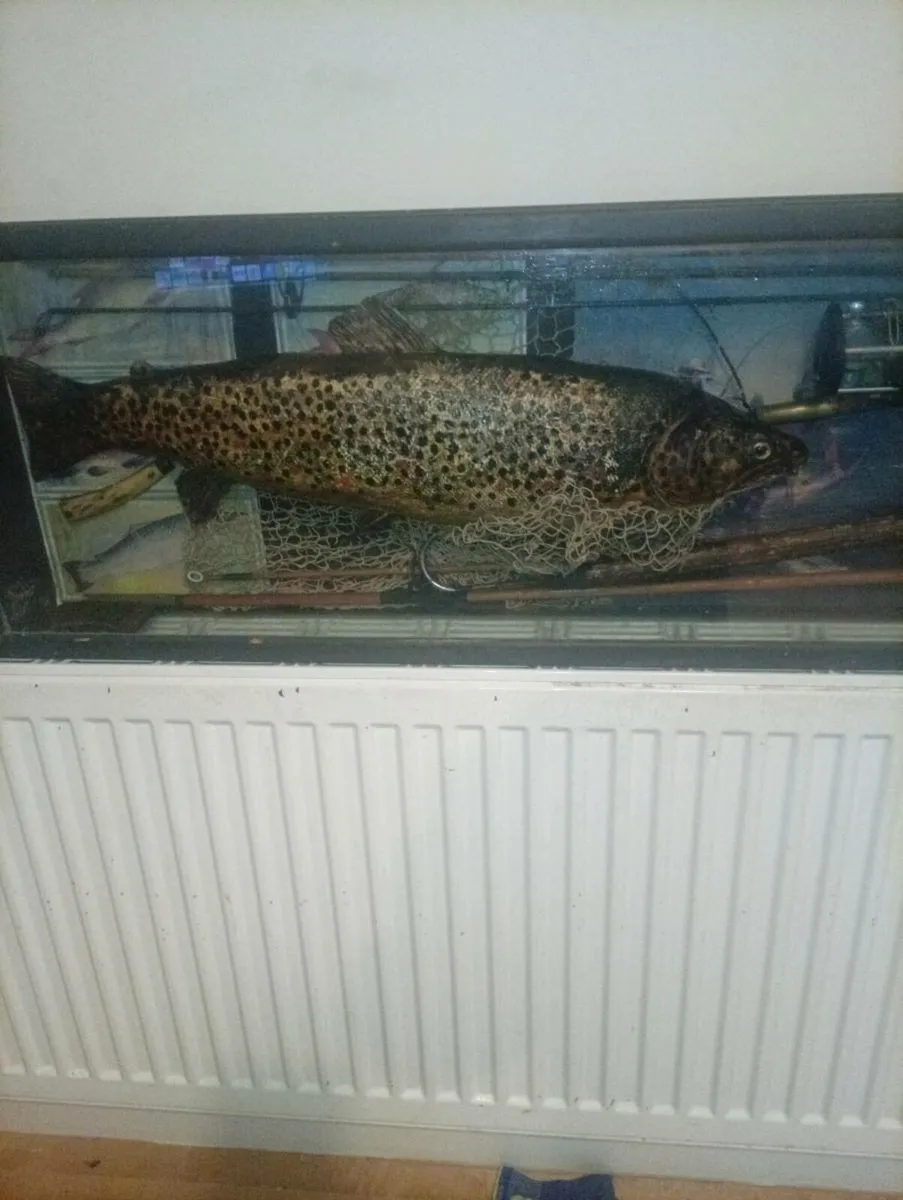 Antiques trout display - Image 4