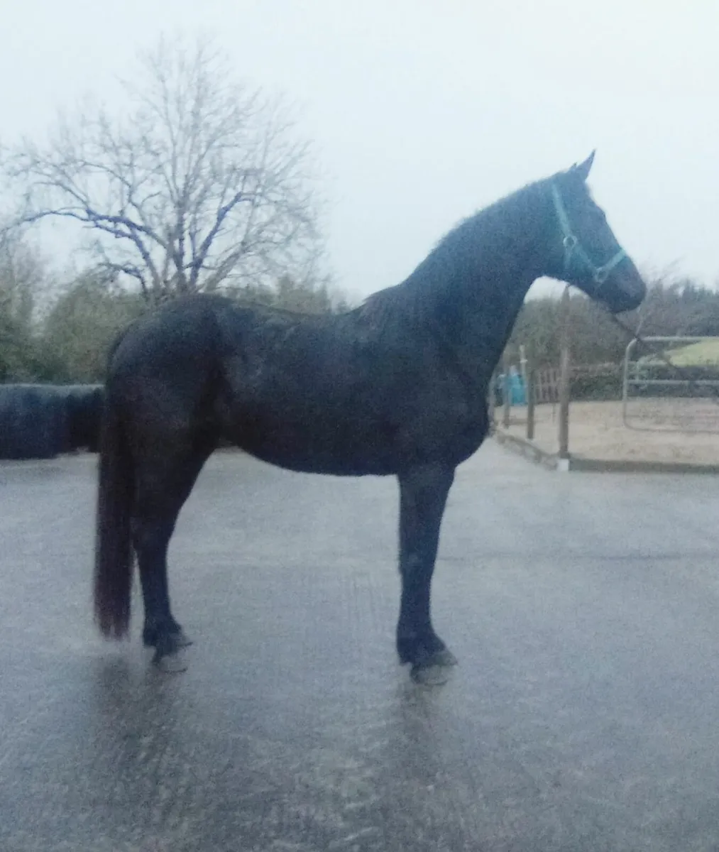 Mare by Captain Caruso - Image 2